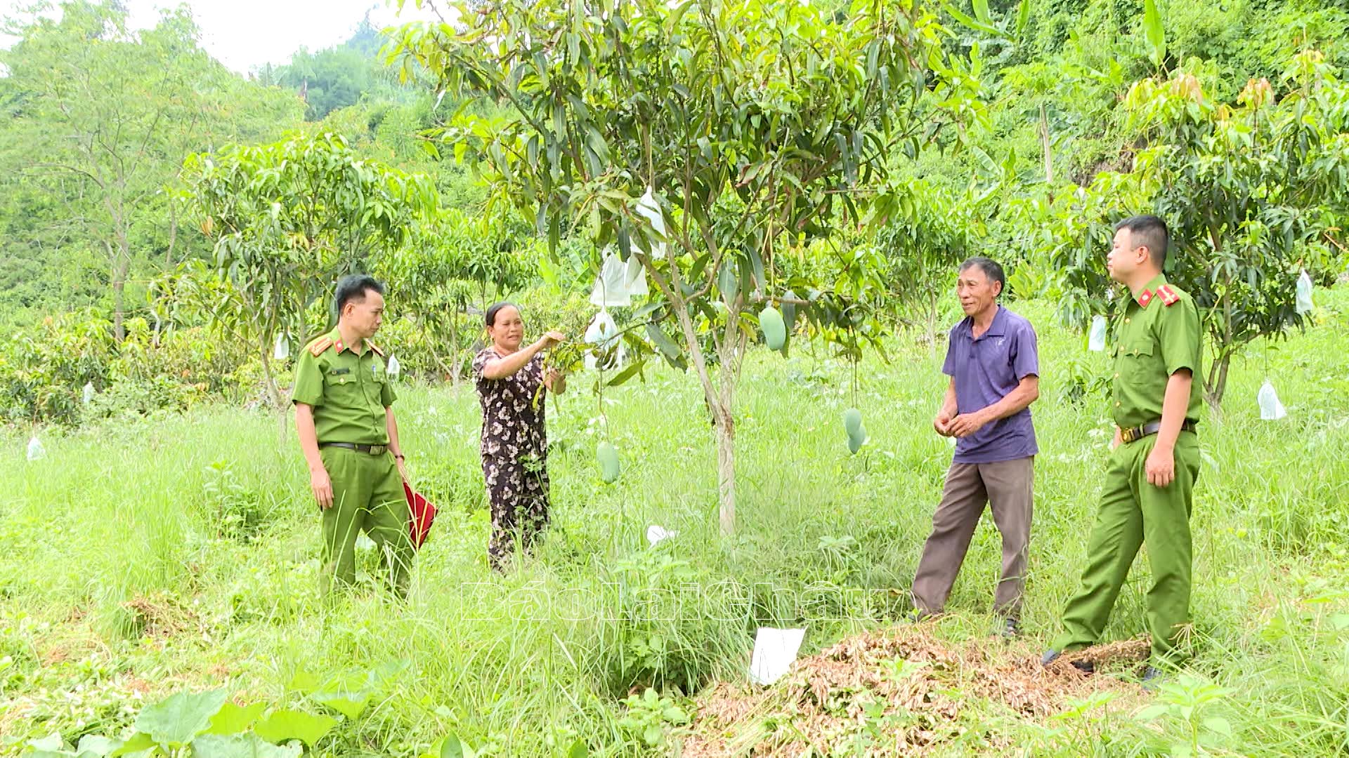 Bà Vàng Thị Xưởng, bản Vàng Bâu, xã Mường So, huyện Phong Thổ phát triển kinh tế từ trồng trọt, chăn nuôi.